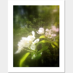 apple blossoms #2 Posters and Art